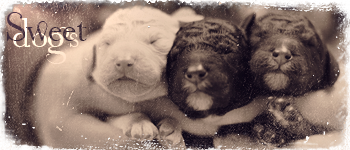 Sweet dogs