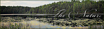 The Nature
