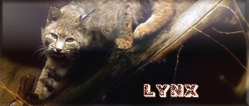 LYNX