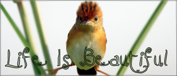 Life Is Beautiful