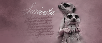 suricata